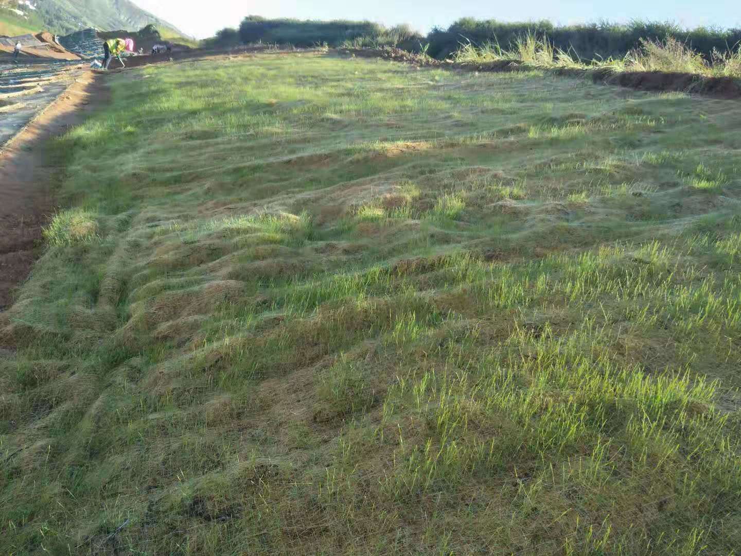 抗冲生物毯